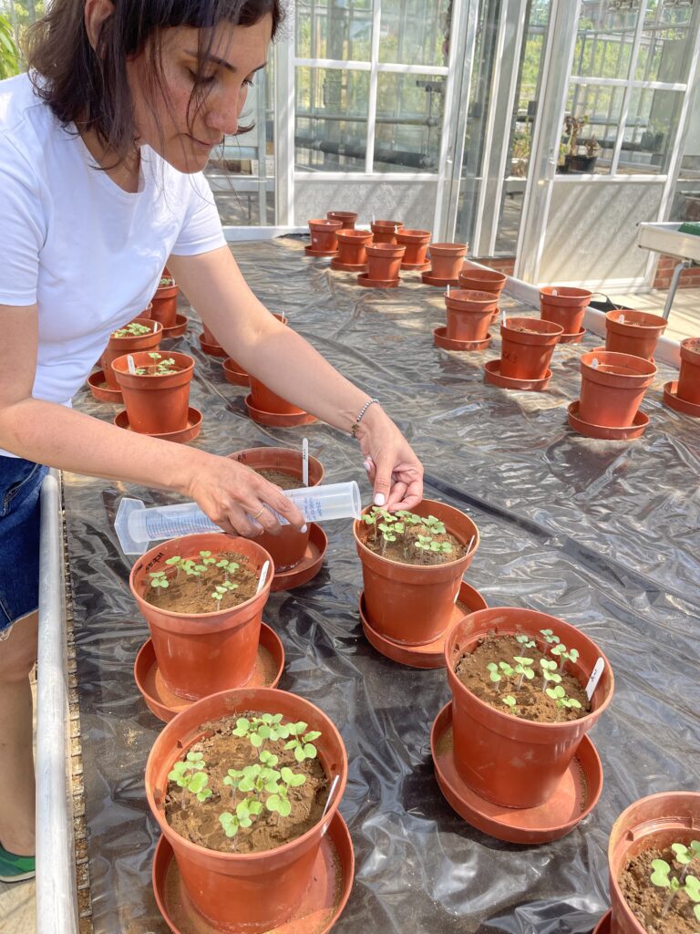 woman applying product to plants