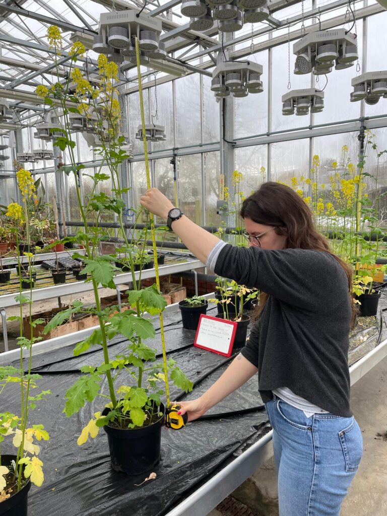 woman measuring plant growth in the greenhouse