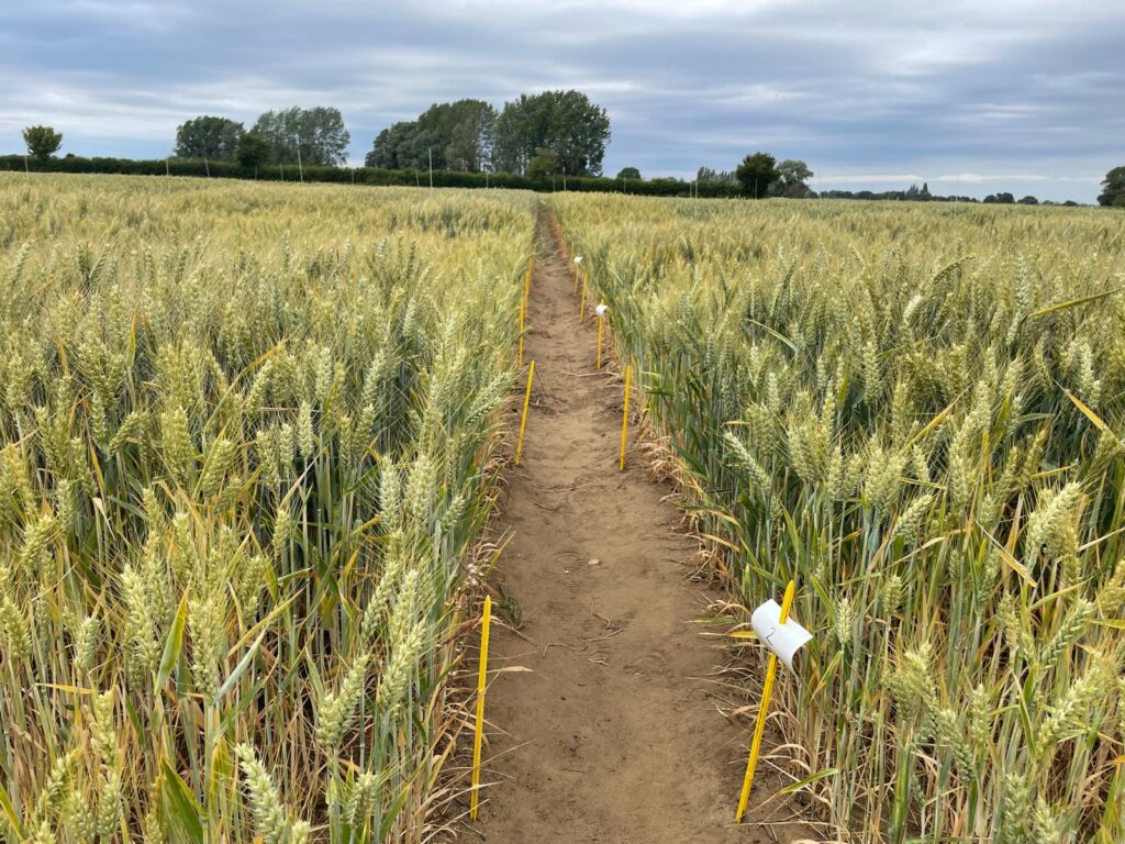 wheat field, fertilised with NPK recovery fertiliser