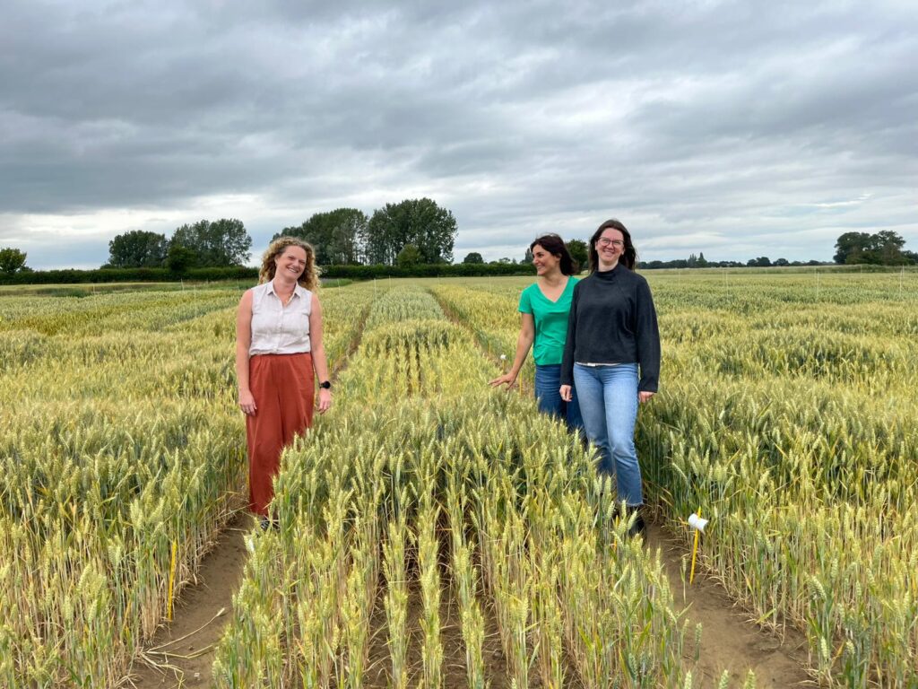women in wheat field showing growth using fertiliser