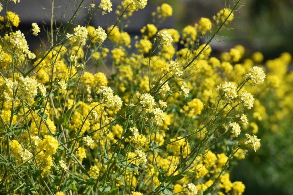 yellow flowers, plants, growth